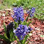 Regiohotel Am Brocken - #wanderhotel #sauna #harzerlebnis #aufzug Hotel 3*