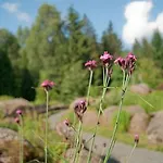 Regiohotel Am Brocken - #wanderhotel #sauna #harzerlebnis #aufzug 3*
