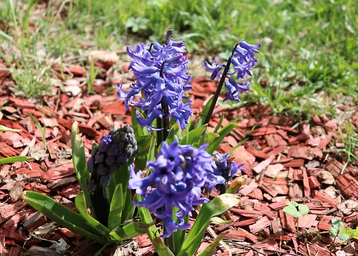 Regiohotel Am Brocken - #wanderhotel #sauna #harzerlebnis #aufzug 酒店 3*